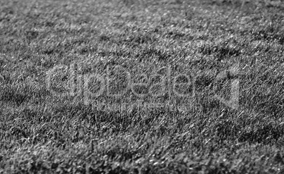Horizontal black and white grass field bokeh background backdrop