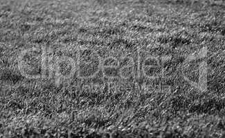 Horizontal black and white grass field bokeh background backdrop