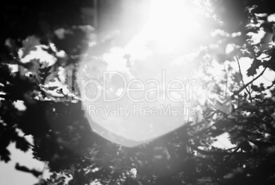 Horizontal black and white sun flare in trees bokeh background b