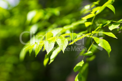 Horizontal summer green leaves bokeh background