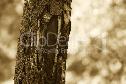 Vertical sepia tree background