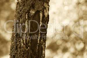 Vertical sepia tree background