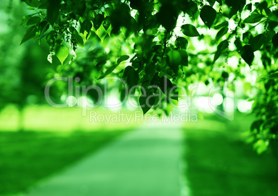 Horizontal green leaves landscape with road  background