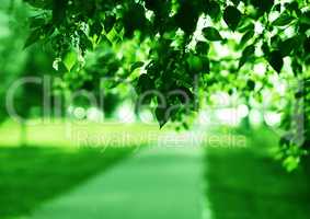 Horizontal green leaves landscape with road  background