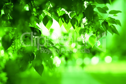 Horizontal green leaves landscape with road  background