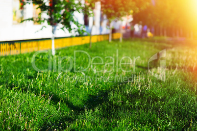 Summer lawn path landscape background