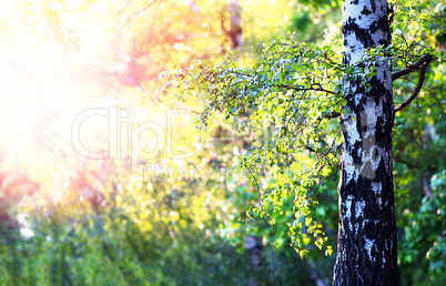 Summer tree with light leak landscape background