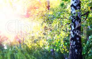 Summer tree with light leak landscape background
