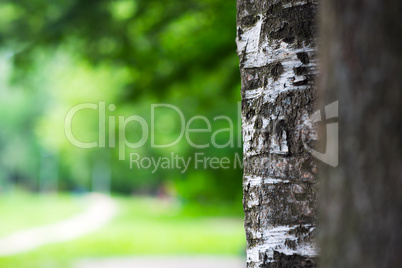Right aligned tree trunk bokeh background