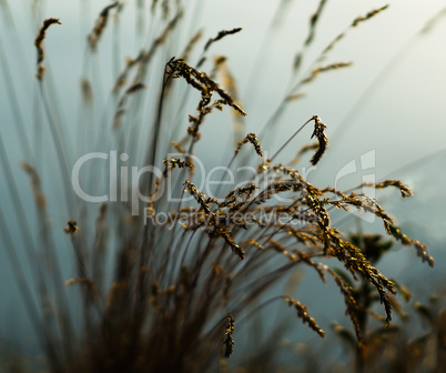 Horizontal vivid yellow rye bokeh background