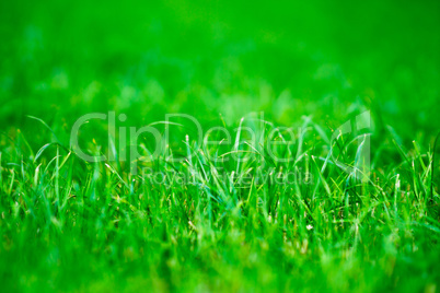 Horizontal vivid green centered grass bokeh background