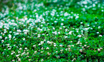 Horizontal green summer flowers bokeh background