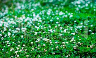 Horizontal green summer flowers bokeh background