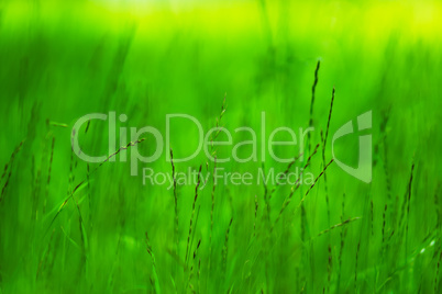 Horizontal vivid green grass bokeh background