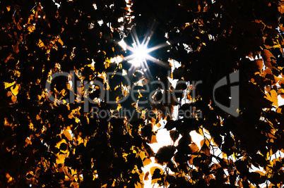 Horizontal vivid light flare through autumn leaves background
