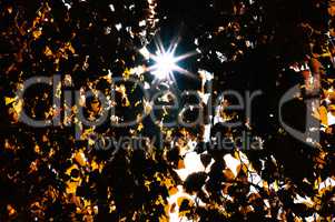 Horizontal vivid light flare through autumn leaves background
