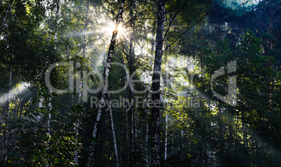 Horizontal vivid sun beams at Russian forest landscape backgroun