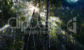 Horizontal vivid sun beams at Russian forest landscape backgroun
