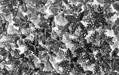 Horizontal black and white textured plants background