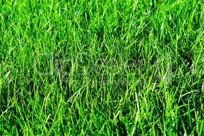 Horizontal vivid green summer grass bokeh background