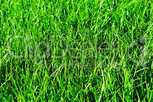 Horizontal vivid green summer grass bokeh background