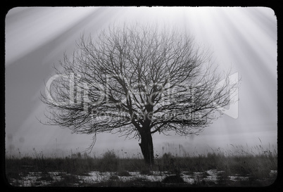 Dramatic single lone tree vintage postcard background