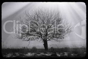 Dramatic single lone tree vintage postcard background