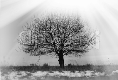 Dramatic single lone tree vignette background