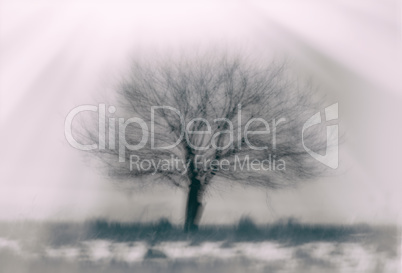 Dramatic single lone tree bokeh background