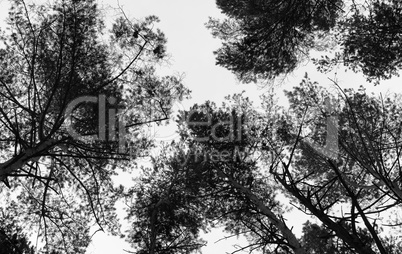 Horizontal black and white top of the trees background