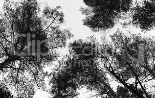 Horizontal black and white top of the trees background