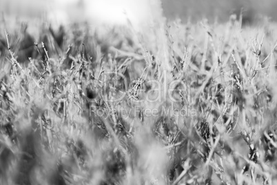 Horizontal black and white dramatic branches with bokeh backdrop