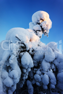Fir tree under snow