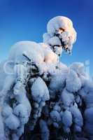 Fir tree under snow