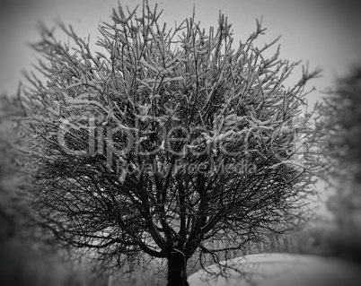 Black and white winter tree