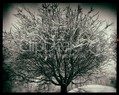 Tree in snow black and white vintage slide
