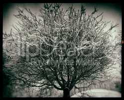Tree in snow black and white vintage slide