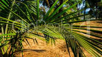 Horizontal curved palm tree composition