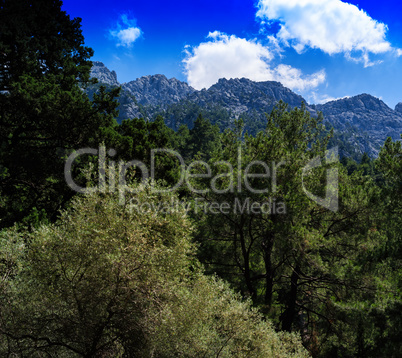 Square vivid mountain forest composition background backdrop