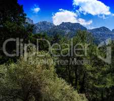 Square vivid mountain forest composition background backdrop