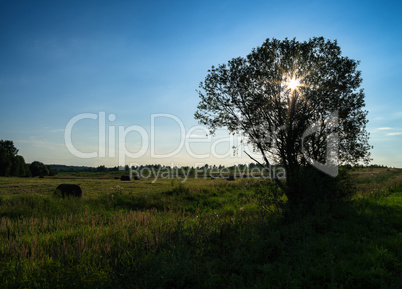 Horizontal vivid landscape stack hay sun tree