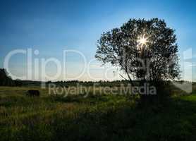 Horizontal vivid landscape stack hay sun tree