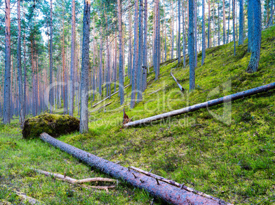 Droped tree in wild forest vivid landscape