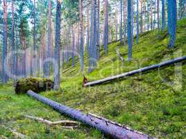 Droped tree in wild forest vivid landscape