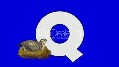 Letter Q and Quail (foreground)