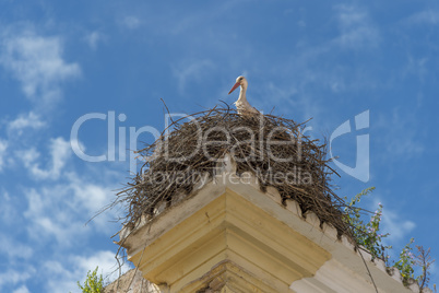 Storch im Nest