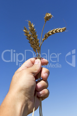 hand holding ears of wheat against blue sky