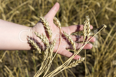 hand holding ears of wheat