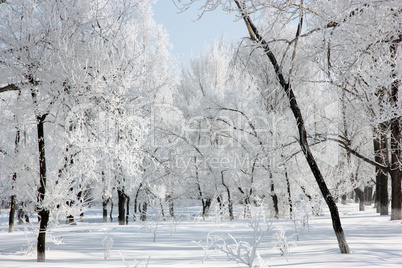 Beautiful winter landscape in the forest, clear frosty day.