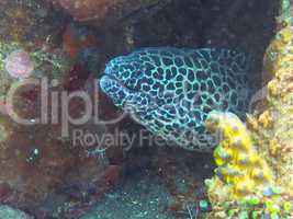 Giant spotted moray hiding  amongst coral reef on the ocean flo